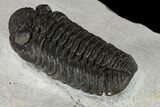 Adrisiops Weugi Trilobite - Recently Described Phacopid #115227-5